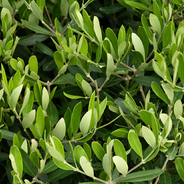 オリーブの木 苗木 【シプレシーノ】 約1.5m GOODSTYLE！ 根巻き苗