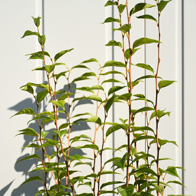 直立性エゴノキ 苗 【ホワイトアングル】  株立ち 幼苗 根巻き苗