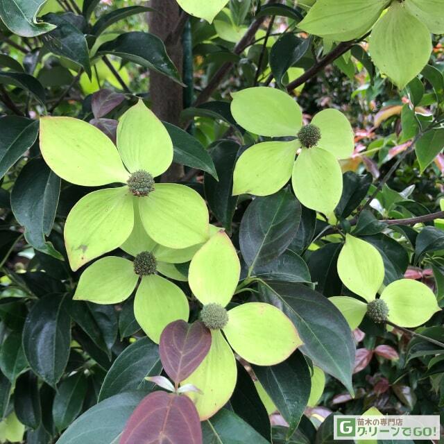 ヤマボウシ 苗 【常緑ヤマボウシ グリーンペイジ［登録品種］】 幼苗 根巻き苗