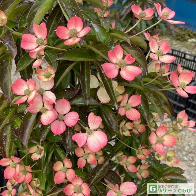 ヤマボウシ 苗 【常緑ヤマボウシ サマーレッドペイジ ［登録品種］】 幼苗 根巻き苗