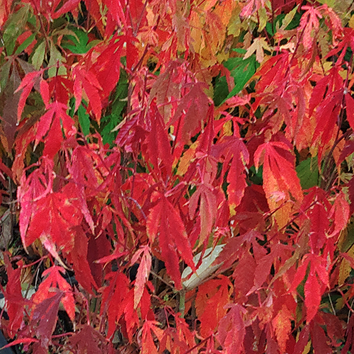 もみじ 苗木 【クリスマスレッド】 約1.7m 超長尺  根巻き苗