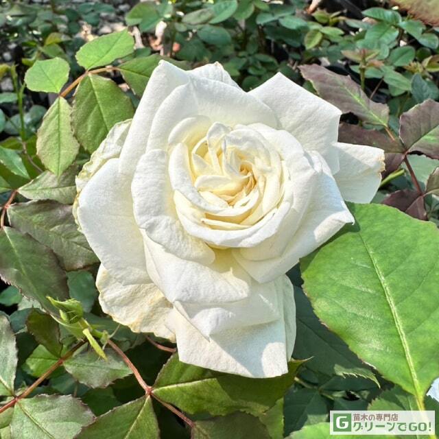 バラ花苗 切り花品種 和薔薇 シラタマ 蕾あり 接ぎ木苗 花