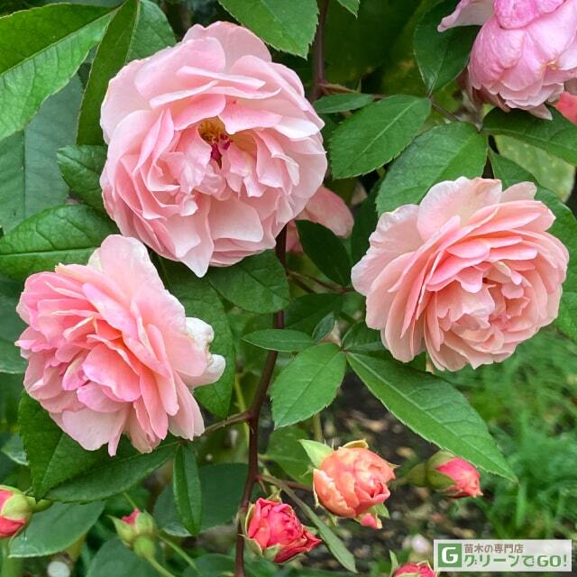 ◇開花後強剪定株 花芽なし◇ <br>バラ 苗 【コーネリア (old) オールドローズ 小～中輪 返り咲き】 2年生 接ぎ木大苗