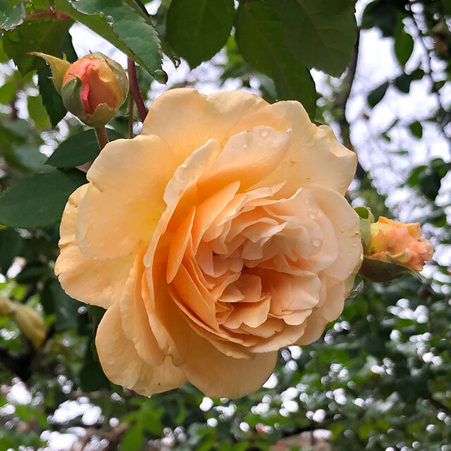 ◇開花後強剪定株 花芽なし◇ <br>バラ 苗 【つるバラ バフ ビューティー (old) オールドローズ 大輪 返り咲き】 3年生 接ぎ木特大苗 (長尺苗)