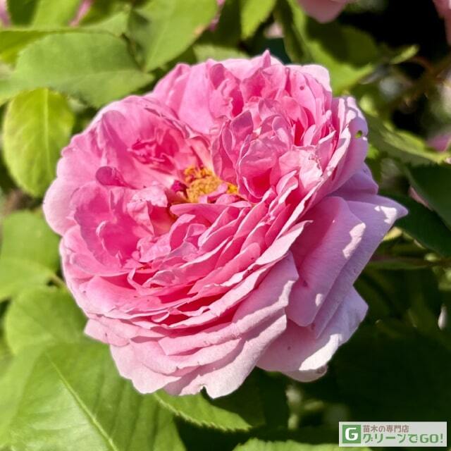 ◇開花後強剪定株 花芽なし◇ <br>バラ 苗 【コント ド シャンボール (old) オールドローズ 大輪 返り咲き】 2年生 接ぎ木大苗