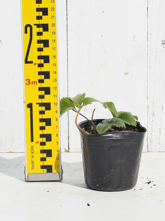 いちご農家生産】いちご苗 紅ほっぺ 40株 いちご農家生産