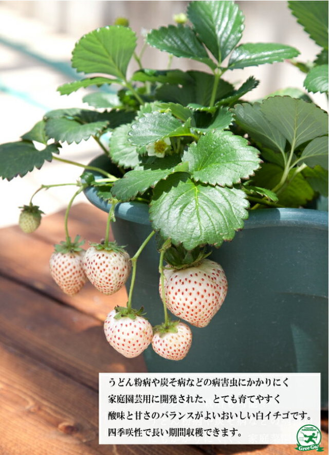 いちご 苗 白いちご 天使のいちご エンジェルエイト Ae 3号ポット苗