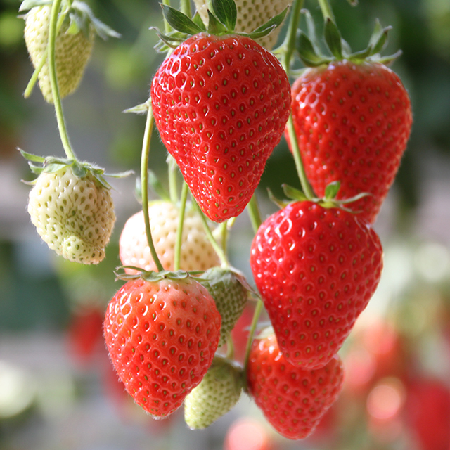 いちご 苗木の専門店 グリーンでｇｏ