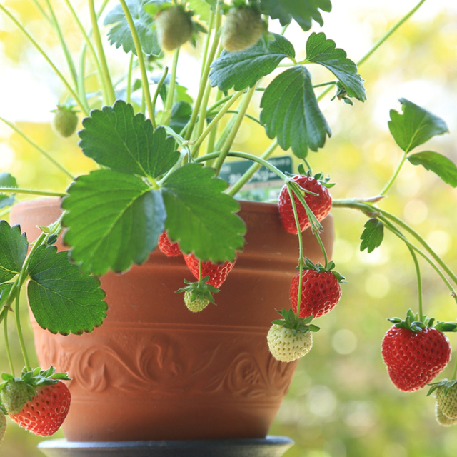 いちご 苗木の専門店 グリーンでｇｏ