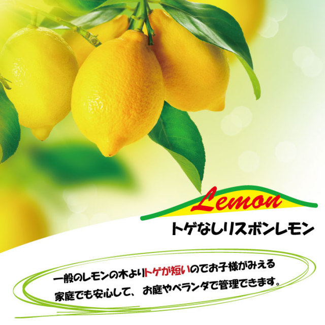 トゲなし リスボンレモン