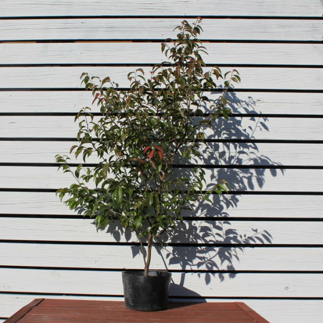 常緑エゴノキ(トキワエゴノキ)株立 約1.6m