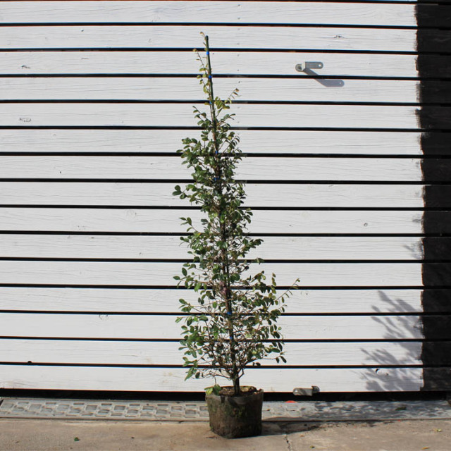 トキワマンサク 苗 青葉 トキワマンサク 白花 約1 4m 地中ポット苗