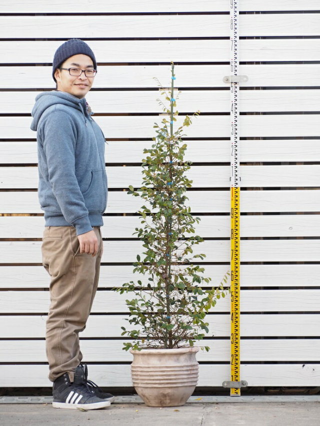 トキワマンサク 苗 青葉 トキワマンサク 白花 約1 4m 地中ポット苗