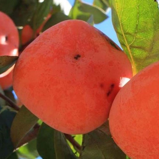 完全甘柿 東京紅 とうきょうべに