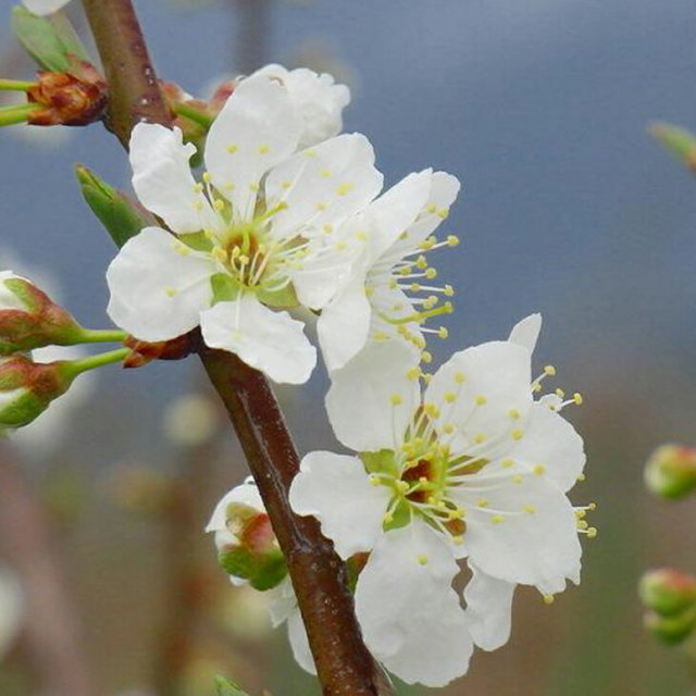 梅の木 約1.5m 露茜　大苗　開花　希少 000000002485-02.jpg?size=l&w=