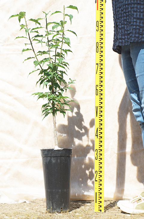 梅 苗木 【選抜紀州南高梅】 2年生 接ぎ木 大苗