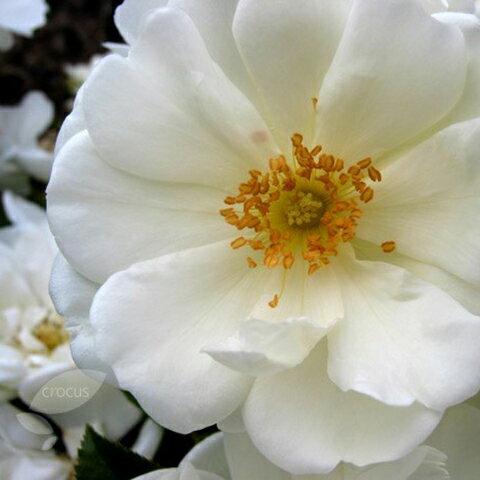 薔薇が綺麗 Carol Wilson ペーパーボックス 希少 カード