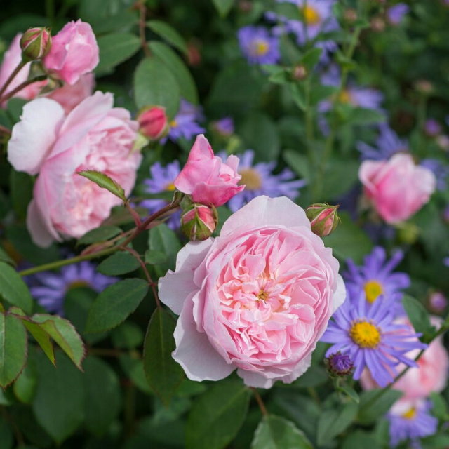 バラ 苗 イングリッシュローズ 【ウィズレー 2008 中輪 返り咲き】 2