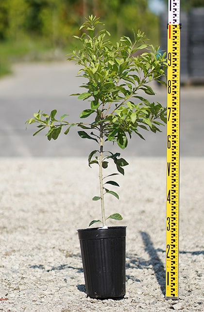 □優良2年生大苗□ 山桃 苗木 【白実山桃】 2年生大苗 接ぎ木