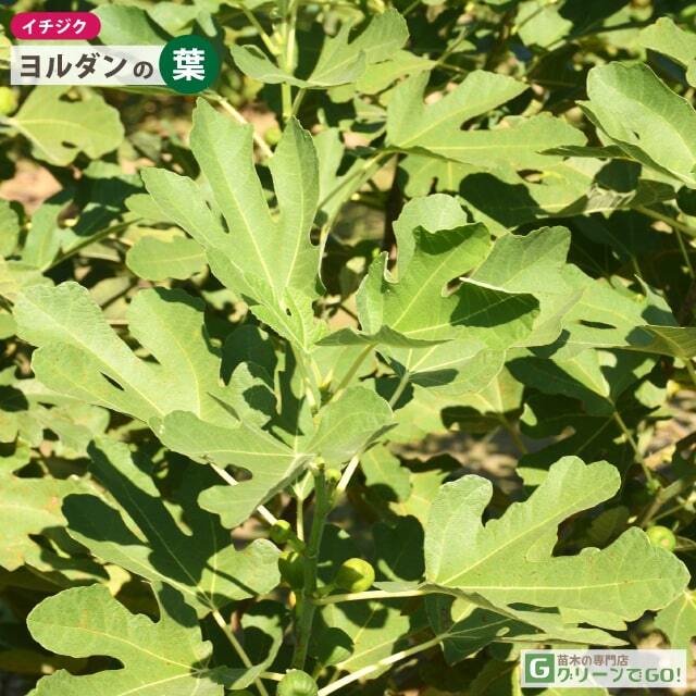 イチジク ヨルダン 甘〜い 鉢栽培OK 苗木 根有り新芽 イチジク ヨルダン 苗 販売 苗木部 By 花ひろばオンライン