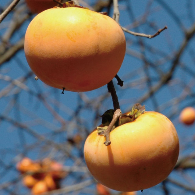 甘柿 苗木の専門店 【グリーンでGO！】