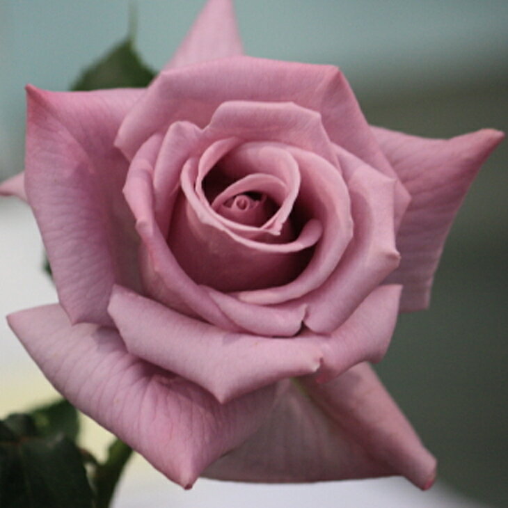 バラ 苗 つるバラ マダムヴィオレ Cl 大輪 返り咲き 2年生 接ぎ木大苗