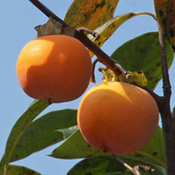 完全甘柿 前川早生次郎