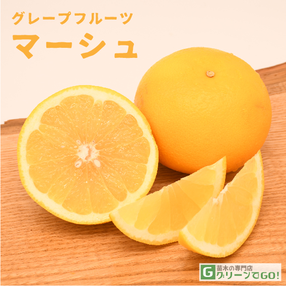 グレープフルーツ 苗木 マーシュ 1年生 接ぎ木 ポット苗