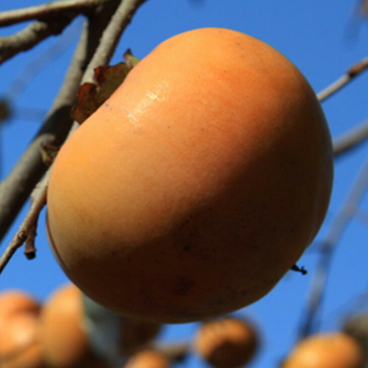 完全甘柿 松本早生富有