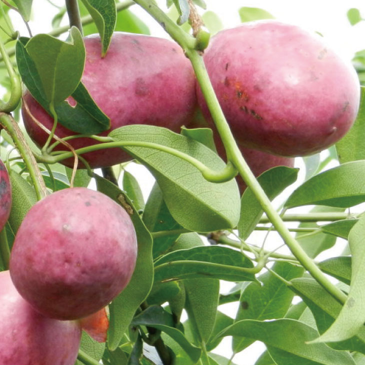 ムベ 苗木 【選抜大実ムベ】 2年生 接ぎ木 大苗