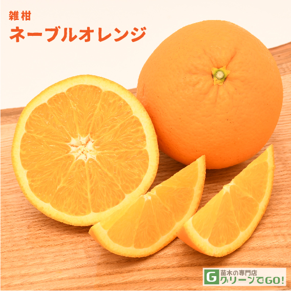 ■優良2年生大苗■ オレンジ 苗木 【ネーブル オレンジ （品種不明）】 2年生大苗 接ぎ木