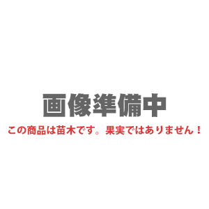 ■優良2年生大苗■ りんご 苗木 【ローズパール】 2年生大苗 接ぎ木