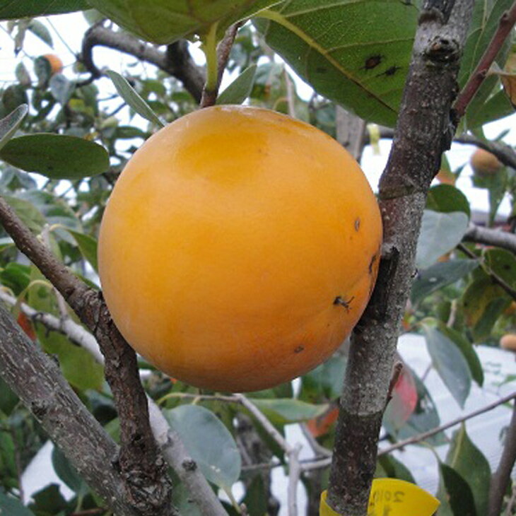 完全甘柿 甘秋 かんしゅう