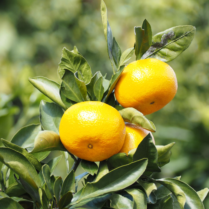 ご予約苗 みかん 津之輝 5号ロングポット 2年生苗 PVP｜柑橘｜果樹04-PA | 果樹