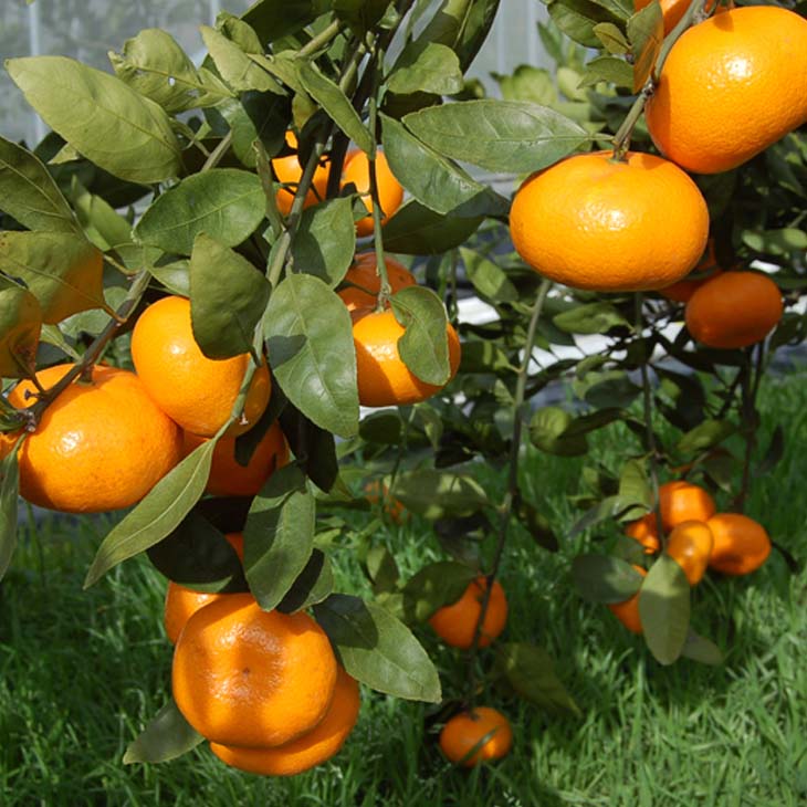 みかん 苗木 【大津4号】 2年生 接ぎ木大苗