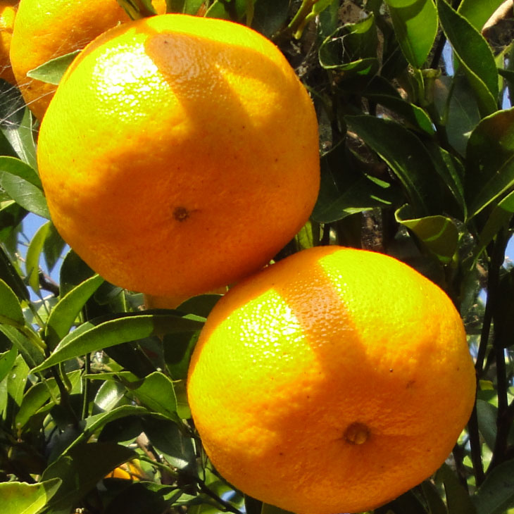 オレンジ 苗木 【ポンカン】 3年生 接ぎ木 約1.0m 大苗