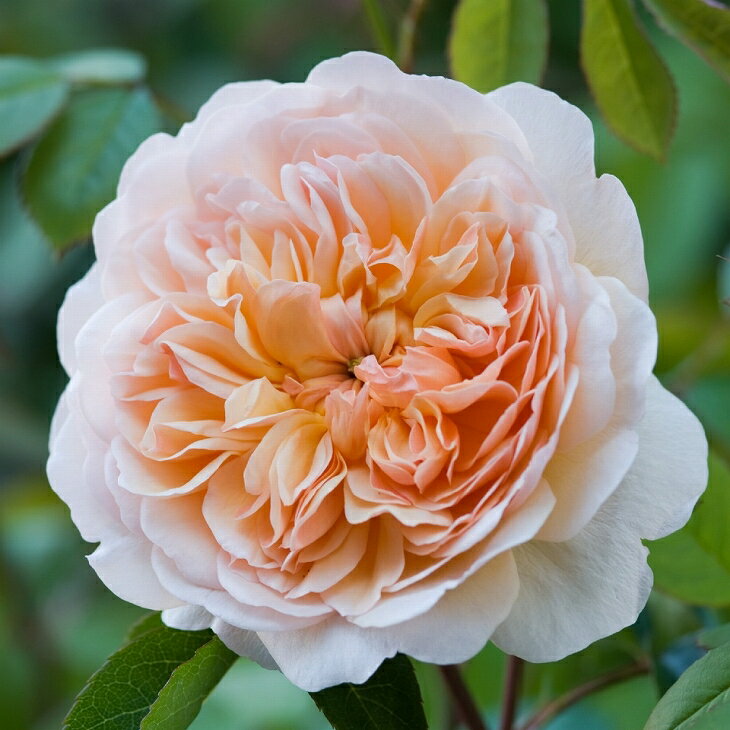 バラ 苗 イングリッシュローズ 【ポート サンライト 中輪 四季咲き】 2