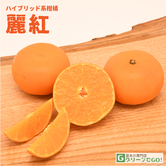 ①*ஐ3種セット*ஐ接木・みかん・金柑・苗木【ぷちまる金柑・麗紅・ジャバラ】５号 ①*ஐ3種セット*ஐ接木・みかん・金柑・苗木【ぷちまる金柑・麗