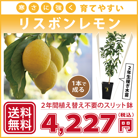 送料無料 レモン 苗木 寒さに強い リスボンレモン 2年生 接ぎ木 スリット鉢植え