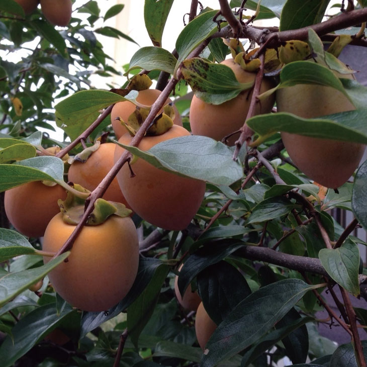 不完全甘柿 さえふじ