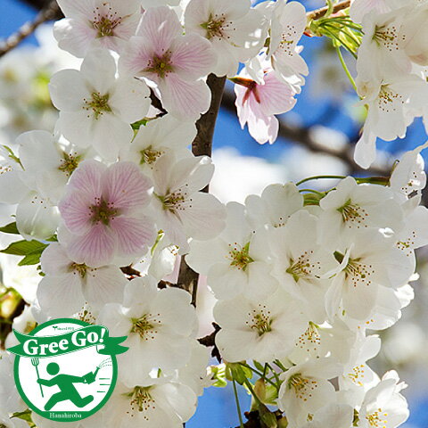 桜 苗木 大島桜 おおしまざくら 1年生 接ぎ木苗