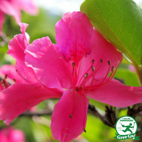 ツツジ 苗木 販売 渋川ツツジ 根巻き苗