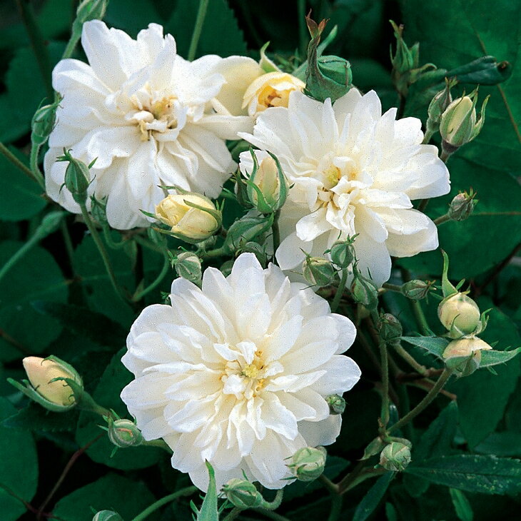 スノーグース 小輪 ミニバラ 四季咲き