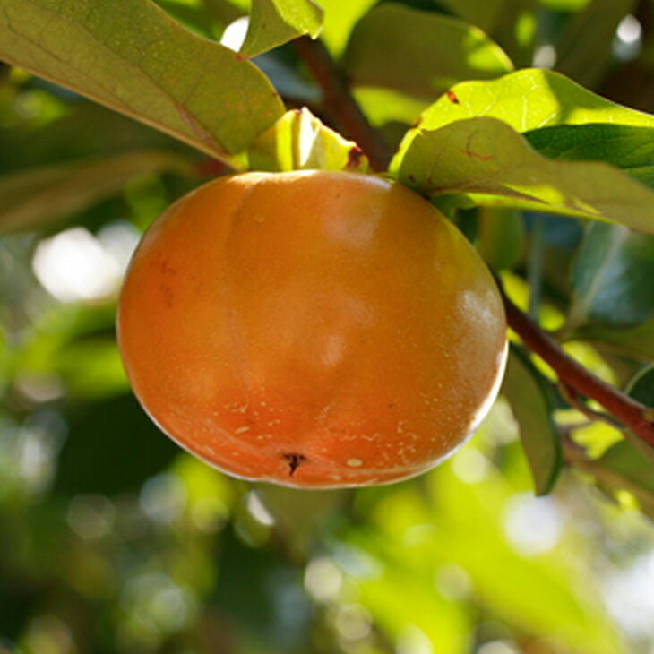 完全甘柿 すなみ