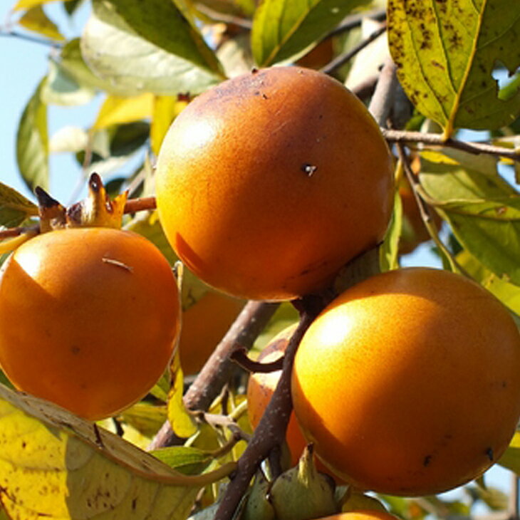 不完全渋柿 太月たいげつ