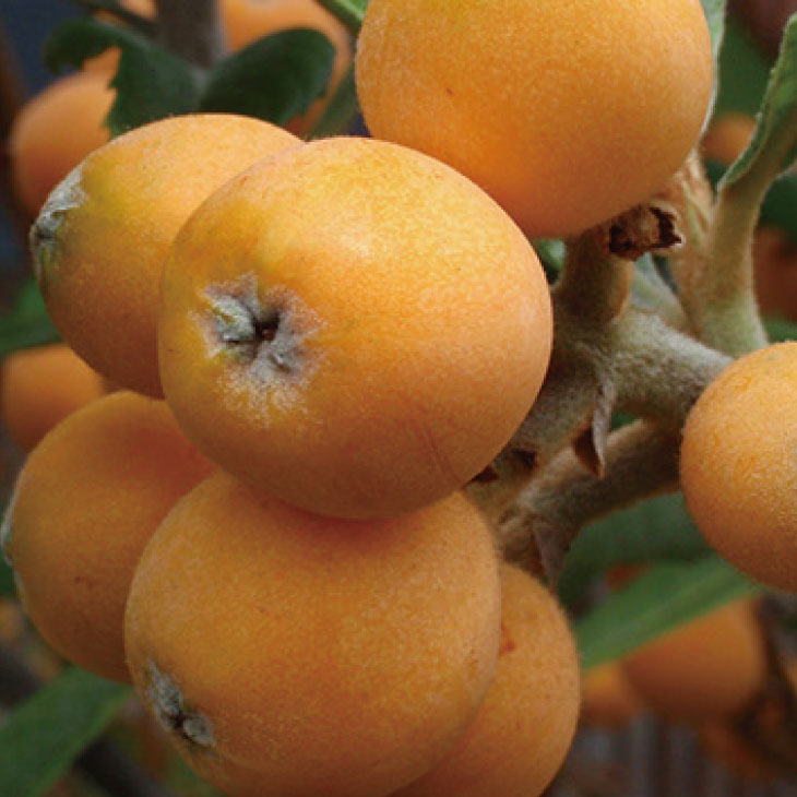 ビワ苗木 大房接木 2本同梱 自家製酵素栽培 完全無農薬 ビワ