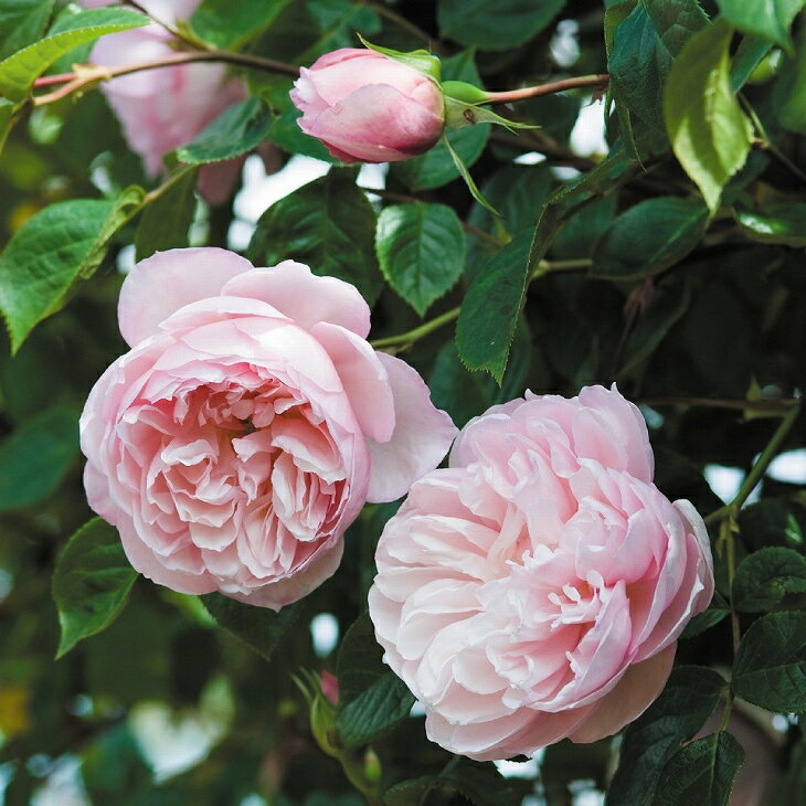 ザ ジェネラス ガーデナー 大輪 返り咲き