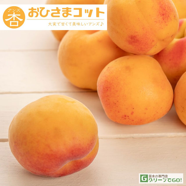 アンズ 苗木 【おひさまコット （旧名： サニーコット） ［登録品種］】 3年生 接ぎ木 大苗