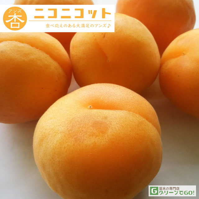 ■優良2年生大苗■ アンズ 苗木 【ニコニコット ［登録品種］】 2年生大苗 接ぎ木