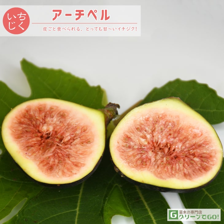 ■優良2年生大苗■ イチジク 苗 【アーチペル】 2年生大苗 挿し木